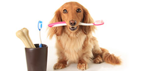 dog teeth cleaning Maricopa